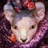 Cat photo
